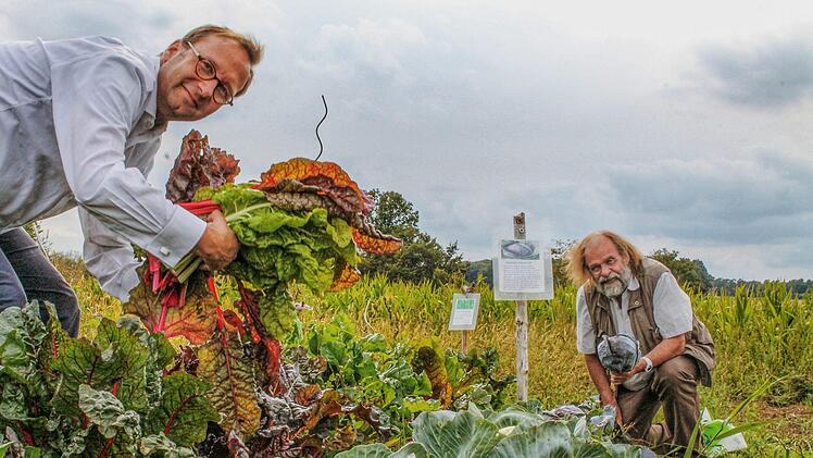 Üppig und gesund: Oliver Kunkel (links) und Thomas Heller ernten auf dem gemeinsamen Gemüsefeld bei Horhausen Mangold und Rotkohl. Foto: Teresa Hirschberg