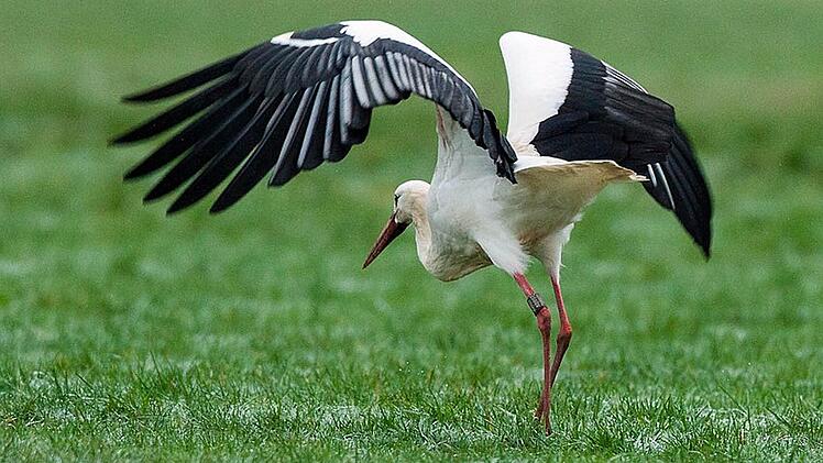 Ein Storch auf Futtersuche in den Itzwiesen. Foto: Hans-Peter Schönecker