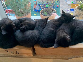 Das Tierheim Bamberg vermittelt derzeit mehrere Katzen-Babys.