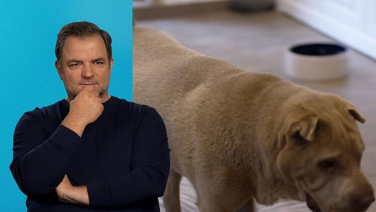 "Hundeprofi" Martin Rütter ist schockiert: Daphnes Halter haben sie allein zurückgelassen.
