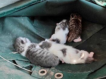 Katzenhilfe Würzburg schildert dramatischen Gartenfund - "zerreißt einem das Herz"