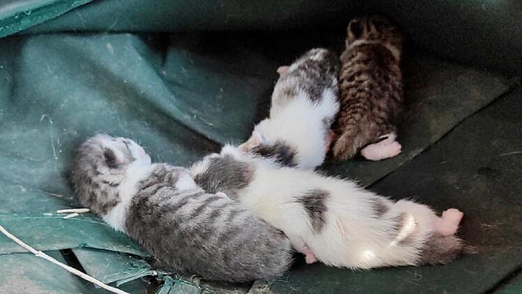 Katzenhilfe Würzburg schildert dramatischen Gartenfund - "zerreißt einem das Herz"