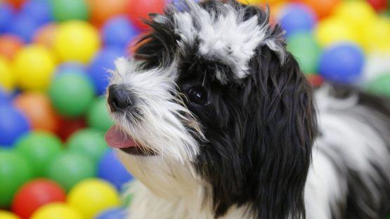 Günstige Gadgets für Ihren Hund, können dessen Gesundheit fördern oder dienen als Spielzeug. Bild:pixabay.com