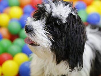 Günstige Gadgets für Ihren Hund, können dessen Gesundheit fördern oder dienen als Spielzeug. Bild:pixabay.com