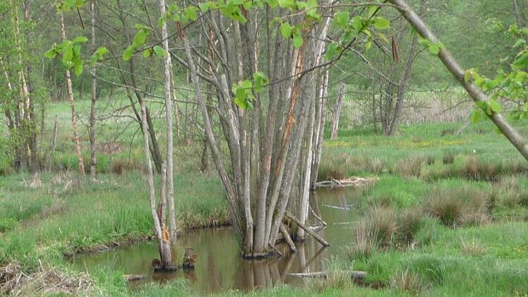 Der Biber sorgt für die Renaturierung von Auenlandschaften.