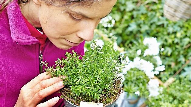Mediterrane Kräuter wie Thymian gedeihen auch in heimischen Gärten.  Foto: GMH/PRE