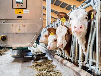 Völlig automatisch verteilt das System, das auf Schienen läuft, das Futter. Die Mischung wird jeweils an die Kühe angepasst. Foto: Marian Hamacher