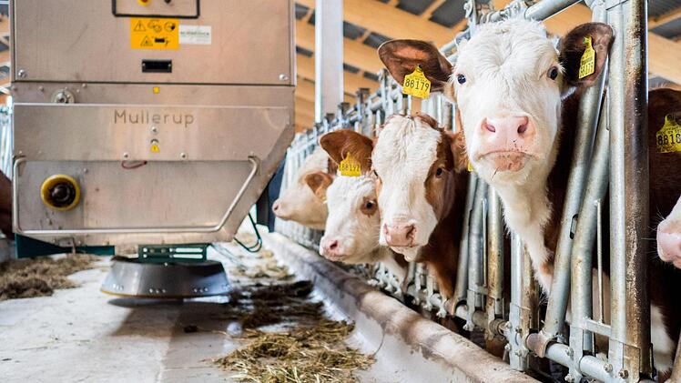 Völlig automatisch verteilt das System, das auf Schienen läuft, das Futter. Die Mischung wird jeweils an die Kühe angepasst. Foto: Marian Hamacher