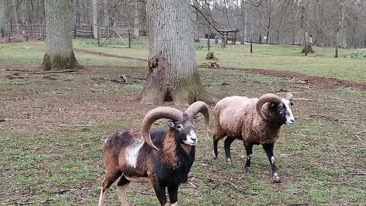 Wildpark Schloss Tambach