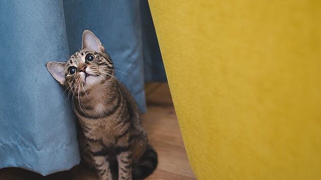 Teure Begleiter: So viel geben Deutsche für ihre Haustiere aus