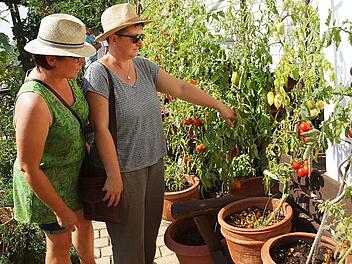 Zwei Frauen aus R&ouml;dental begeistern sich f&uuml;r eine Tomatenpflanze mit goldgelben, l&auml;nglichen Fr&uuml;chten mit einer ausgepr&auml;gten Spitze am Ende, die den seltsamen Namen "Cream Sausage" tr&auml;gt.  Foto: Alfred Thieret