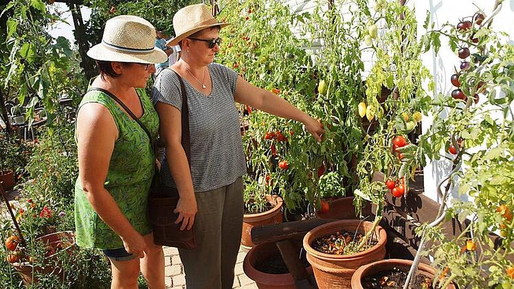 Zwei Frauen aus R&ouml;dental begeistern sich f&uuml;r eine Tomatenpflanze mit goldgelben, l&auml;nglichen Fr&uuml;chten mit einer ausgepr&auml;gten Spitze am Ende, die den seltsamen Namen "Cream Sausage" tr&auml;gt.  Foto: Alfred Thieret