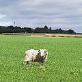 Seit Donnerstagmittag versuchte die Polizei, das Tier einzufangen. Am Montag gab es dann endlich einen Erfolg.  Foto: Polizeipräsidium Mittelfranken