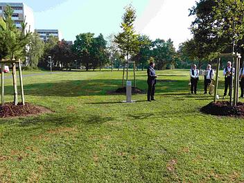 Zwischen den drei Neuanpflanzungen setzt auch eine Gedenktafel ein Zeichen für die deutsche Wiedervereinigung. Foto: Stadt Bamberg