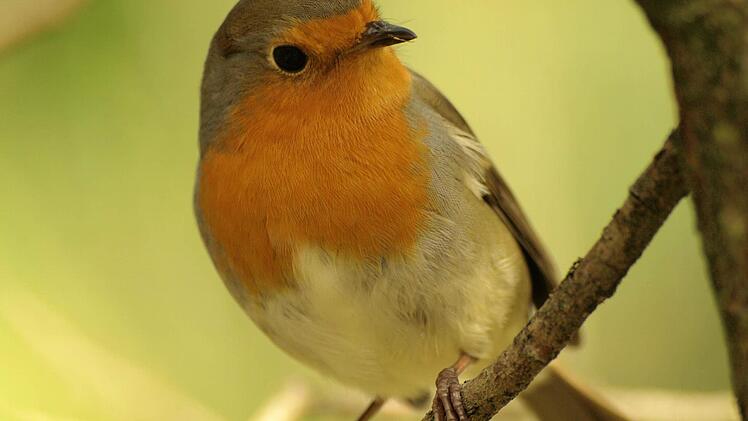 Rotkehlchen Foto: Petra Altrichter