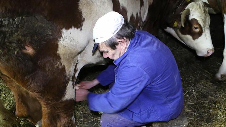 Wenn einer das nicht täglich macht, tut er sich schwer - Erwin Hirschberger beim Melken mit der Hand