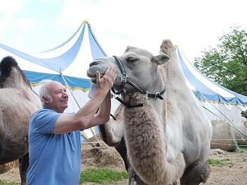 Zirkusdirektor Georg Frank und Kamelhengst Bullwei. Für die Zirkustiere werden nach wie vor Futter- oder Geldspenden benötigt. Foto: Rebecca Vogt