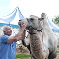 Zirkusdirektor Georg Frank und Kamelhengst Bullwei. Für die Zirkustiere werden nach wie vor Futter- oder Geldspenden benötigt. Foto: Rebecca Vogt