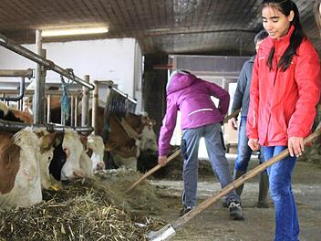 Maja (rechts), Sarah (Mitte) und Klara (links) durften am Girls' Day die Kühe im Stall der Warmuths in Tiefenroth füttern. Foto: Dominic Buckreus