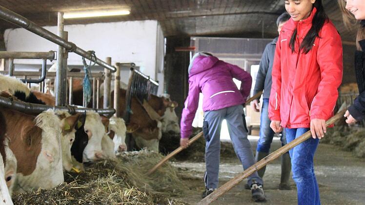 Maja (rechts), Sarah (Mitte) und Klara (links) durften am Girls' Day die Kühe im Stall der Warmuths in Tiefenroth füttern. Foto: Dominic Buckreus