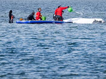 Weitere Entwicklung zum Buckelwal in der Ostsee