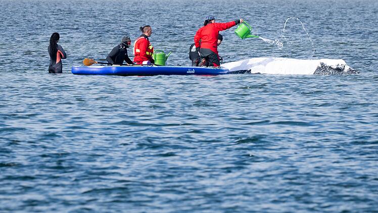 Weitere Entwicklung zum Buckelwal in der Ostsee