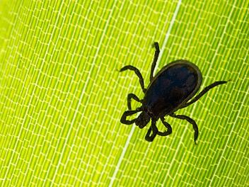 Foto: Archiv Patrick Pleul/dpa