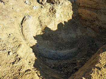 Stoßzahn bei Bauarbeiten im Burgenland gefunden Stoßzahn bei Bauarbeiten im Burgenland gefunden