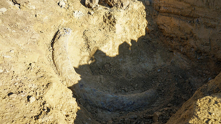 Stoßzahn bei Bauarbeiten im Burgenland gefunden