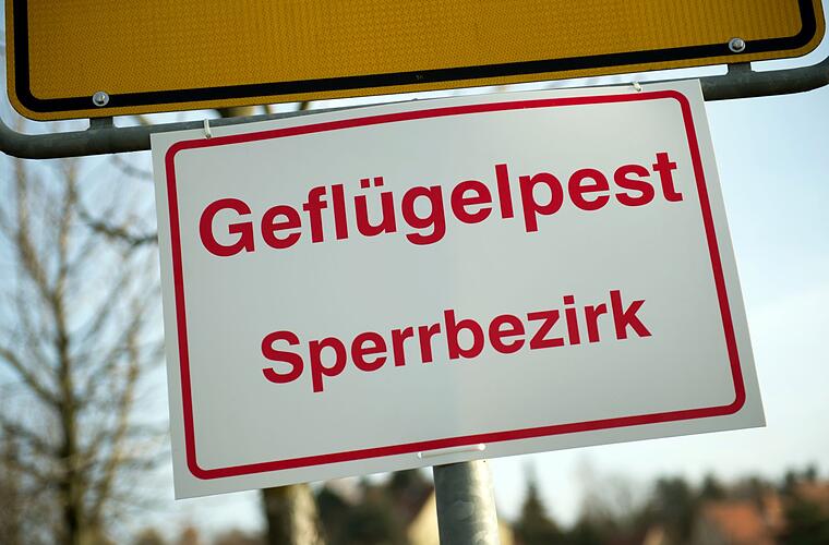 Geflügelpest bleibt akut - Experten sehen keine Entspannung