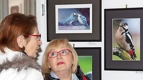 Auf reges Interesse stießen die Bilder der Michelauer Amateurfotografen bei der Ausstellungseröffnung im Korbmuseum. Foto: Klaus Gagel
