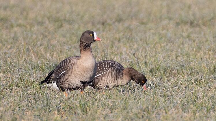 Coburg: Seltenes Tier am Goldbergsee entdeckt - in Europa fast ausgestorben
