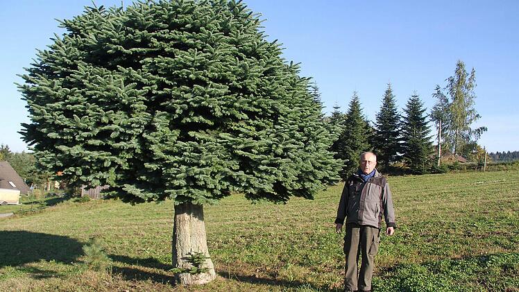 Waldemar Baumgärtner hat einen sehr kuriosen Baum in seiner Plantage - einen Kugel-Christbaum.