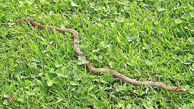 Die seltenen Schlingnattern sind regelmäßig im Garten zu sehen.