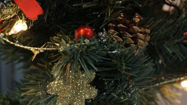 Das kleine Pfl&auml;nzchen im Plastikbecher (genau hinschauen!) ist eine echte Kreml-Tanne.Pascale Ferry