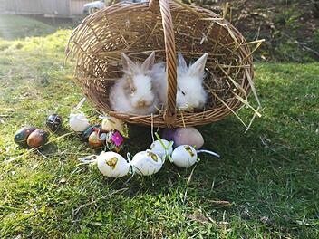Wildpark Hundshaupten lockt &uuml;ber Ostern mit besonderem Programm