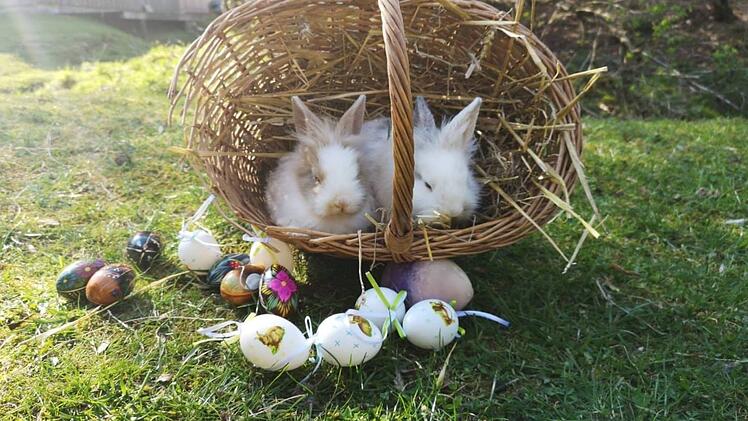 Wildpark Hundshaupten lockt &uuml;ber Ostern mit besonderem Programm