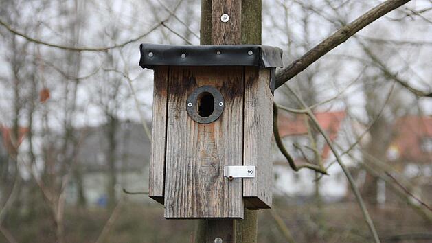 Ein Nistkasten für Gartenrotschwänze Foto: Petra Malbrich