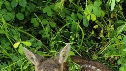 Tief ins Gras geduckt warten die Kitze auf ihre Mütter.