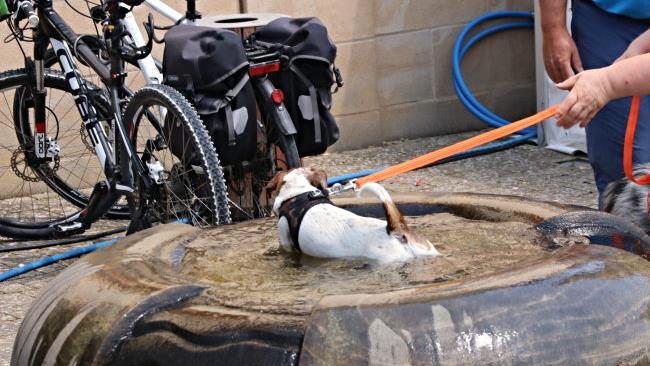 Diesem Vierbeiner kam eine Abkühlung im Dorfbrunnen gerade recht.
