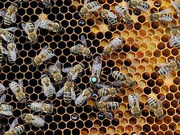 Brutwabe eines Bienenvolks Brutwabe eines Bienenvolks