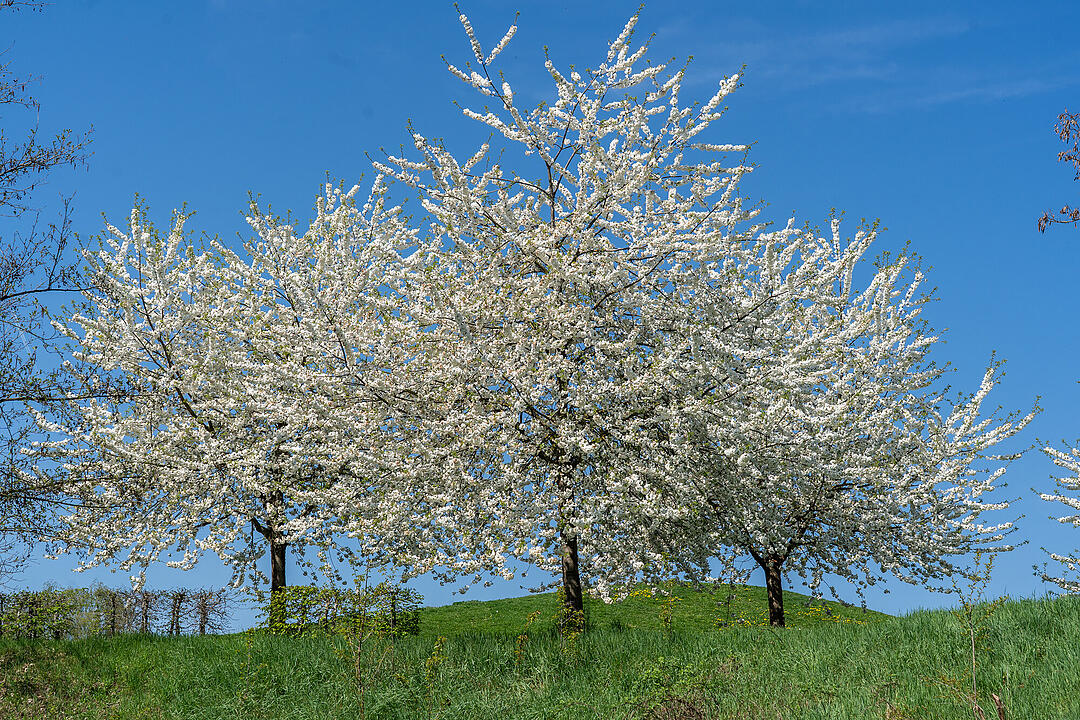 Wundersch&ouml;ne Naturfotos aus Bamberg.