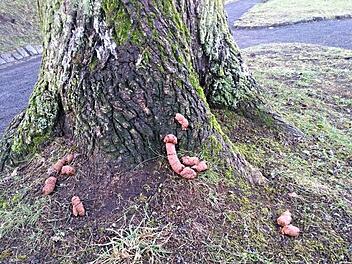 Das lässt nur einen Schluss zu: Hierher wird ein Hund zu einem ganz bestimmten Zweck geführt, aber auch auf den Wegen sind solche Exkremente häufig zu finden. Foto: Helmut Will