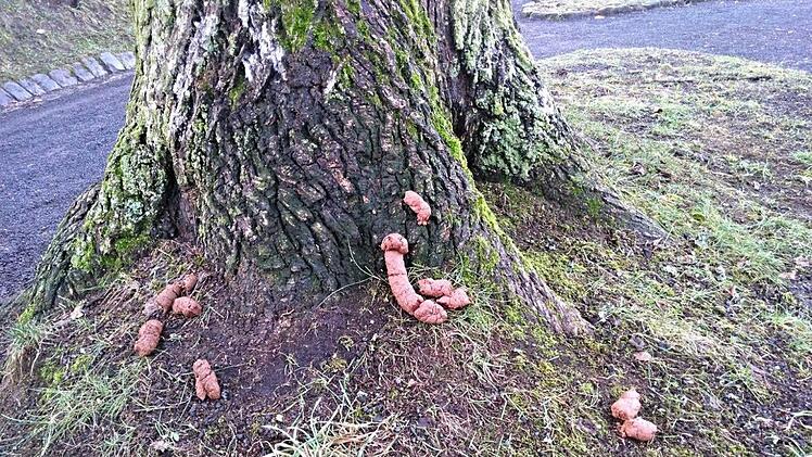 Das lässt nur einen Schluss zu: Hierher wird ein Hund zu einem ganz bestimmten Zweck geführt, aber auch auf den Wegen sind solche Exkremente häufig zu finden. Foto: Helmut Will