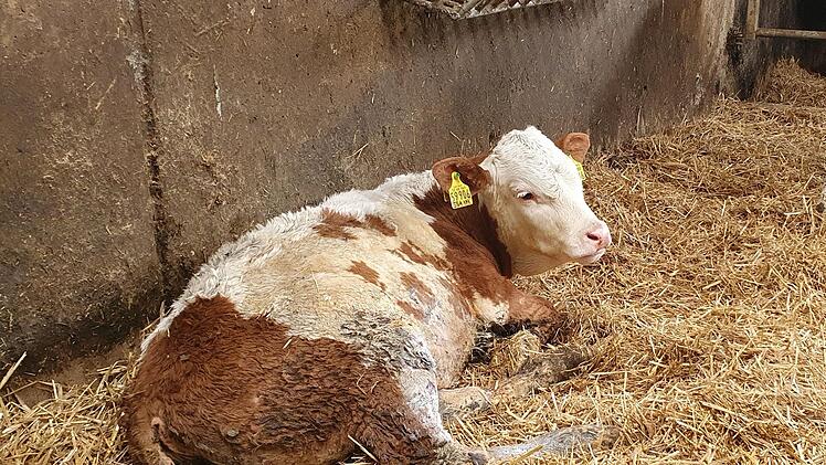 Einige Jungrinder haben leichte Brandverletzungen oder Rauchvergiftungen erlitten. Foto: Christine Fischer
