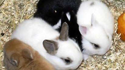 Im Büro haben Ulrike Vogel (2. v. l.) und ihre Mitarbeiterinnen viel zu tun.