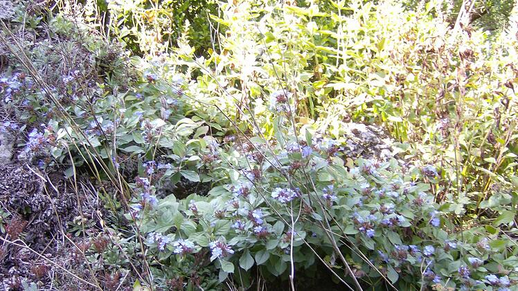 Im Garten der Familie Trautner in Gräfenberg. Foto: Petra Malbrich