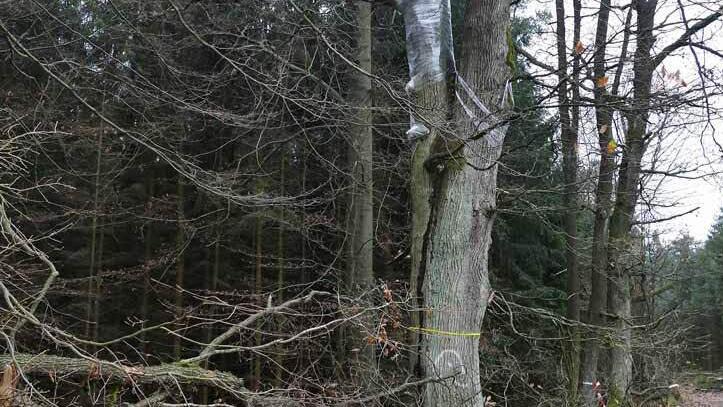 Diese Buchengruppe soll, obwohl teilweise mit Folie eingepackt, soll nun doch nicht gefällt werden.  Foto: privat