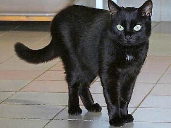 Baccara besticht durch ihren verschmusten Charakter. Foto: Tierheim Kronach