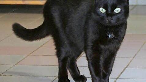 Baccara besticht durch ihren verschmusten Charakter. Foto: Tierheim Kronach